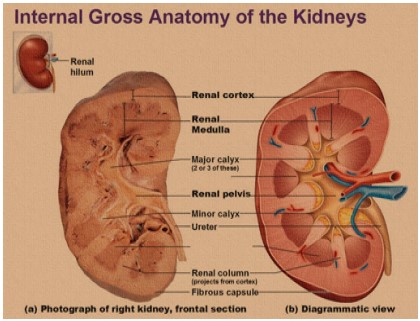 Gross anatomy of kidney
