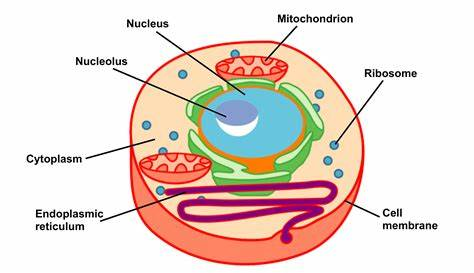 cell structure and function