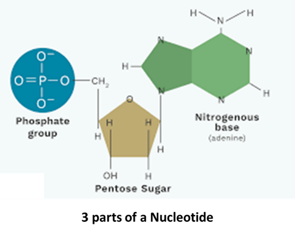 3 parts of nucleotide