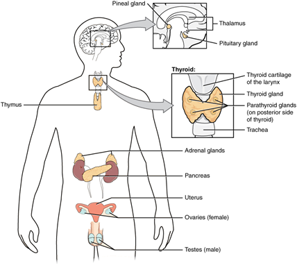 endocrine system