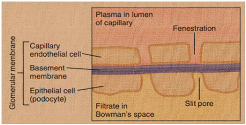 Glomerular filtration membranes