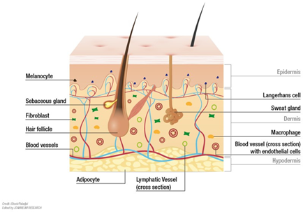 integumentary system