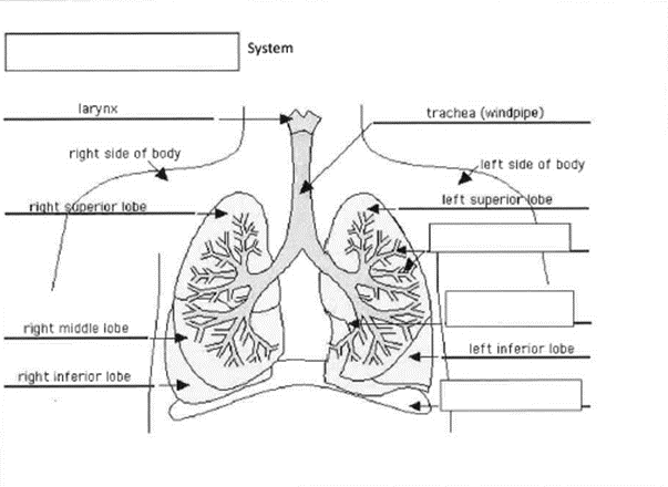 respiratory system