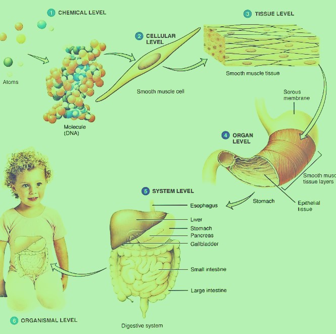 human phsiology