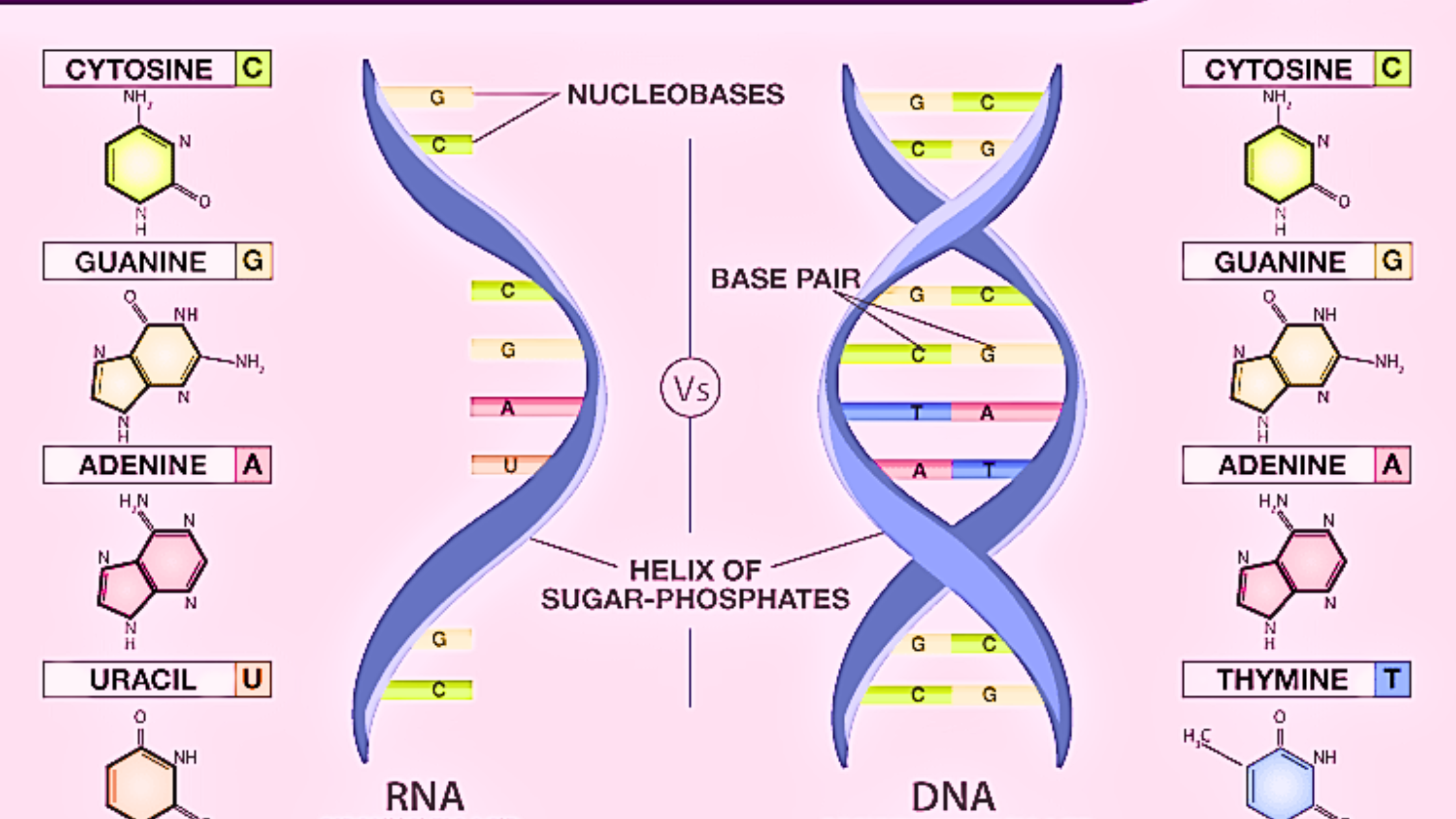 Role of nucleic acids in genetic information storage and transfer