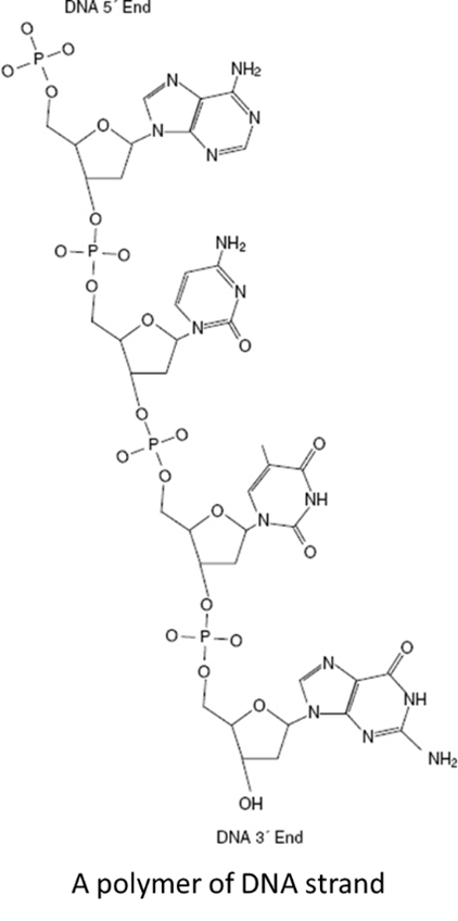 a polymer of dna strand