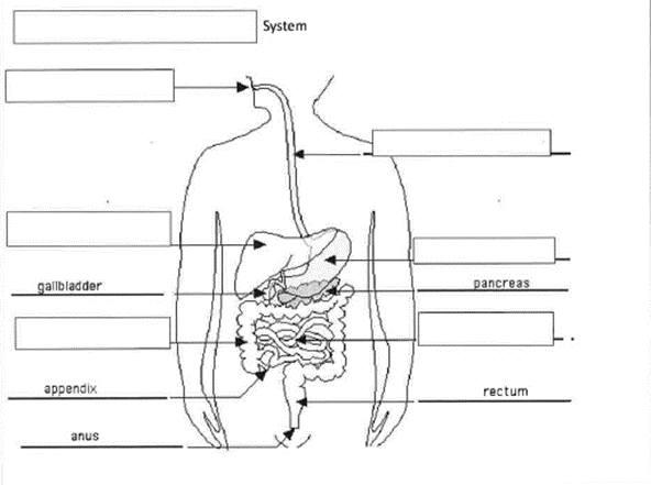 digestive system