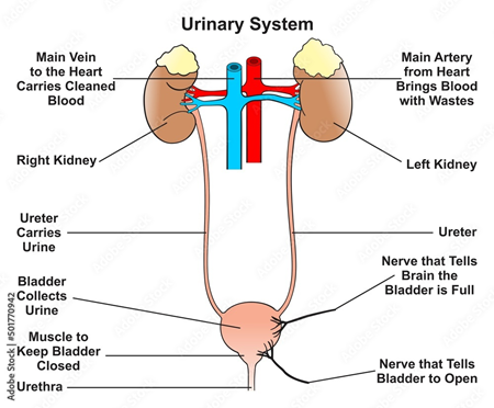 urinary system