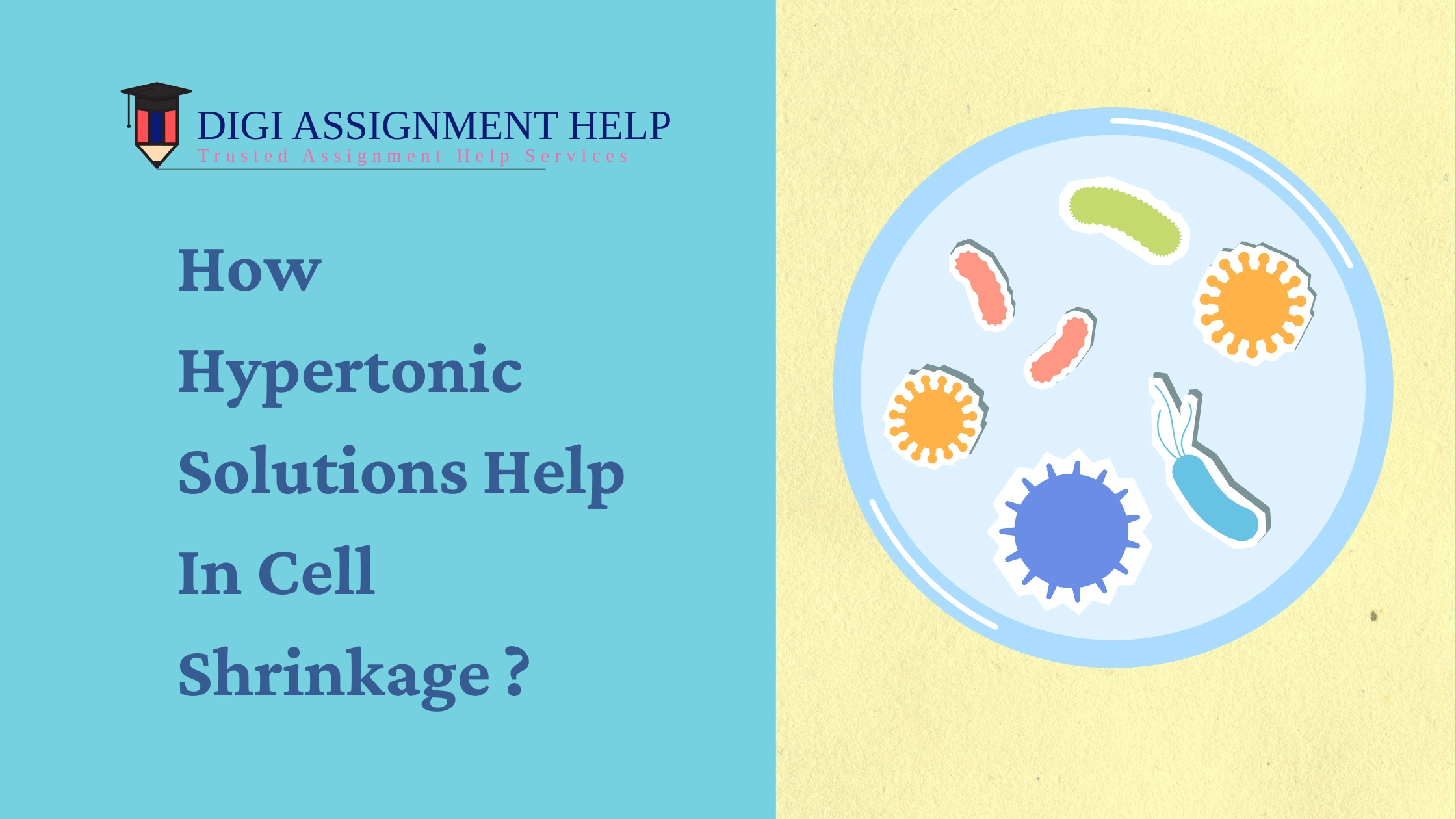 How Hypertonic Solutions Help In Cell Shrinkage