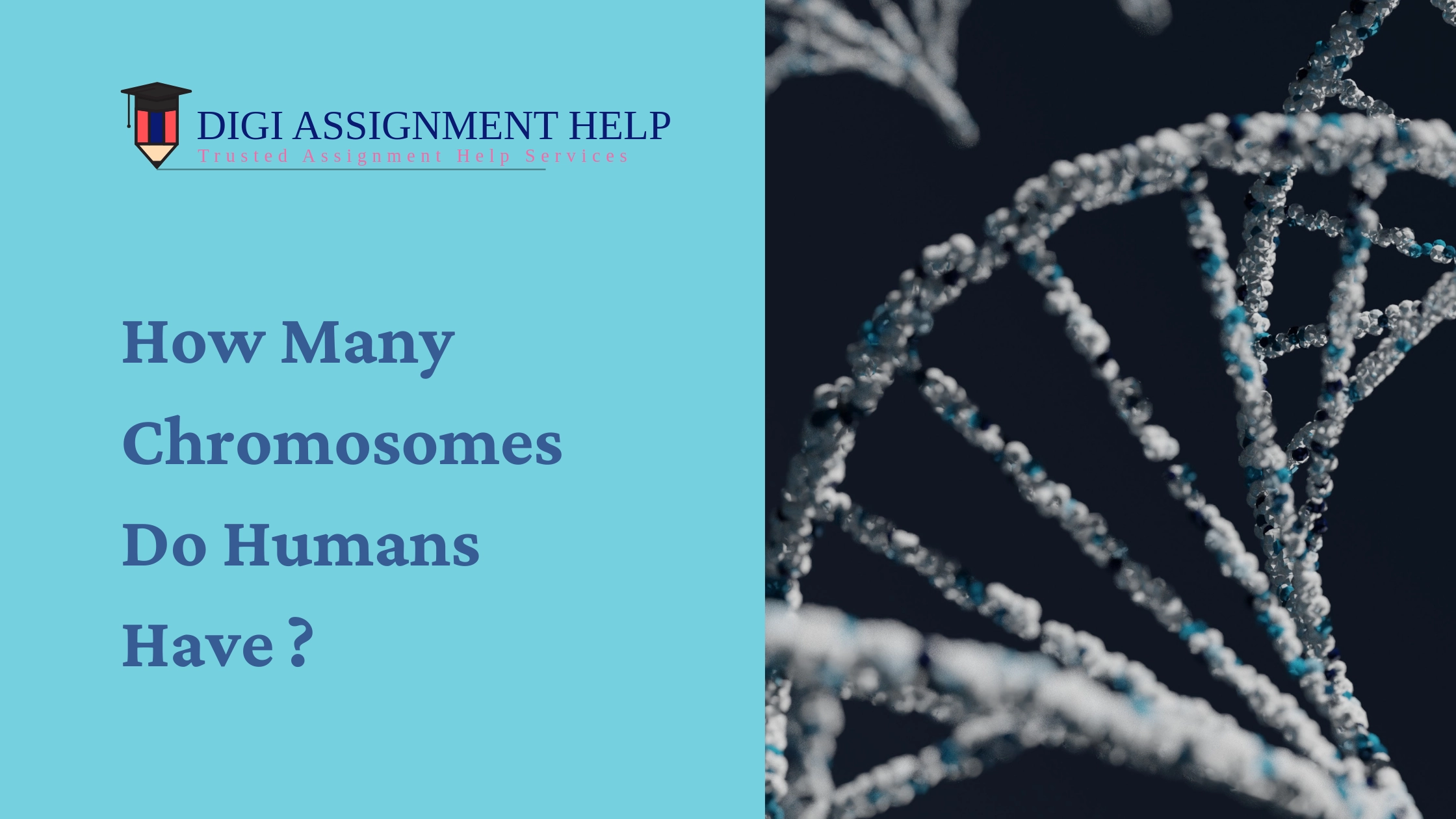 how many chromosomes do humans have