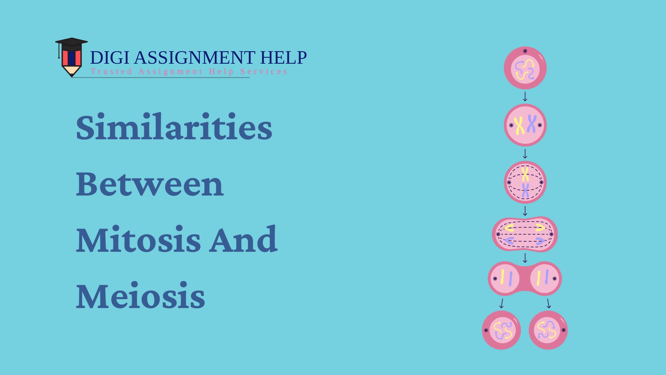  Similarities Between Mitosis And Meiosis