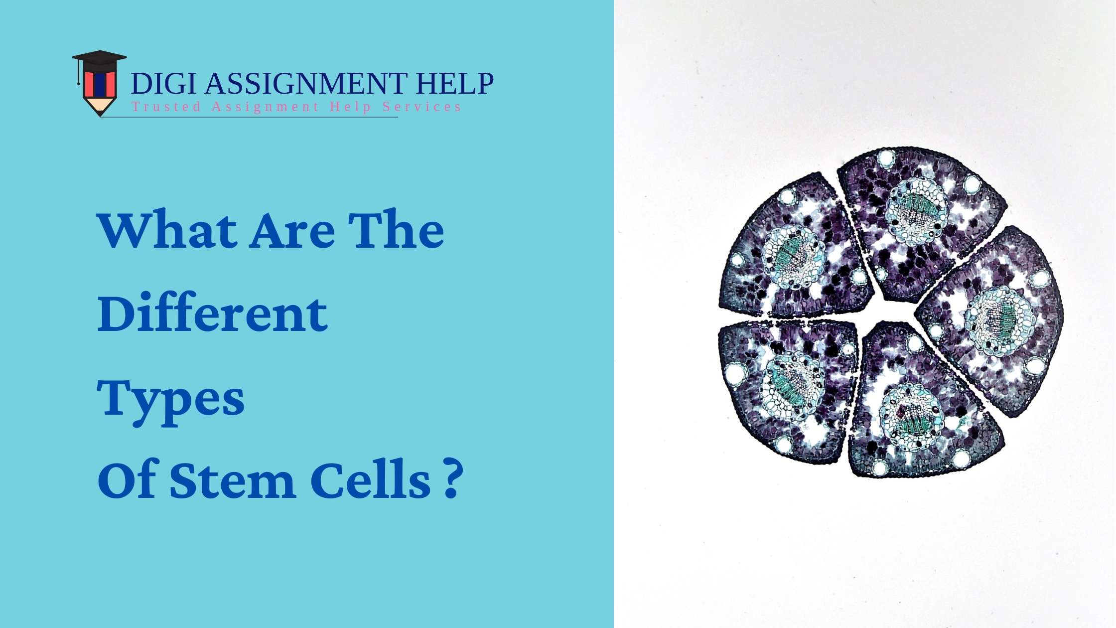 Different Types Of Stem Cells 